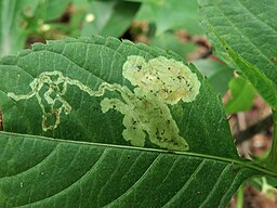 Damage from leaf miner trails.