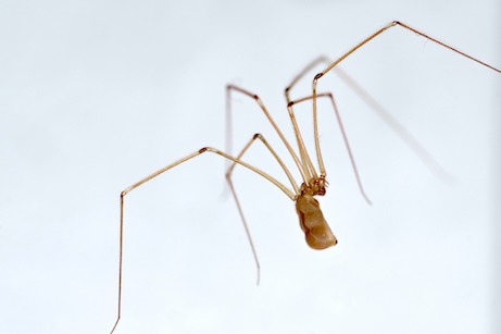 Cellar Spider