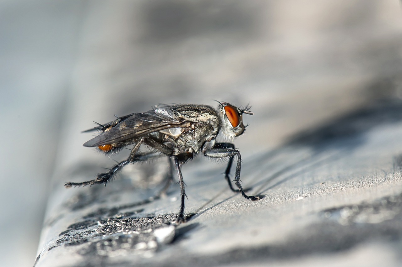 Cluster Fly