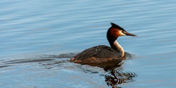 Great Crested Grebe